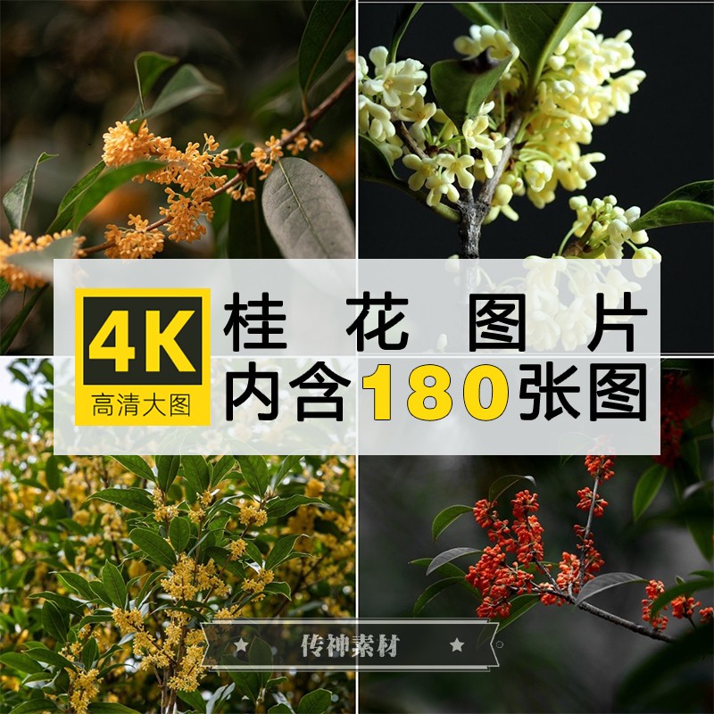 4K高清桂花图片花朵花卉树花植物摄影照片电脑手机壁纸ps素材下载