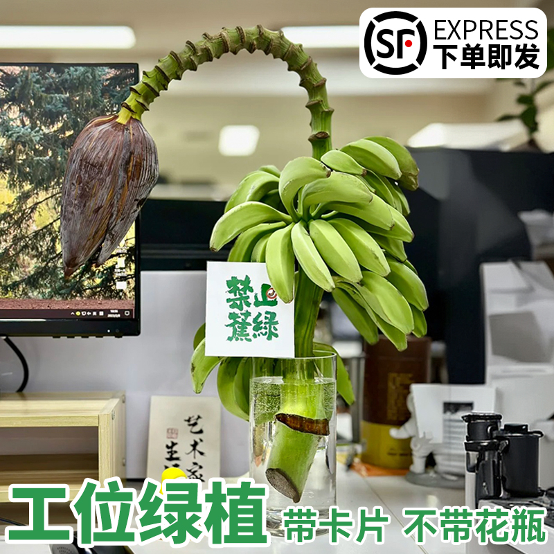 禁止蕉绿香蕉绿植鲜切水果枝带花芭蕉水培植物办公室盆栽停止焦虑