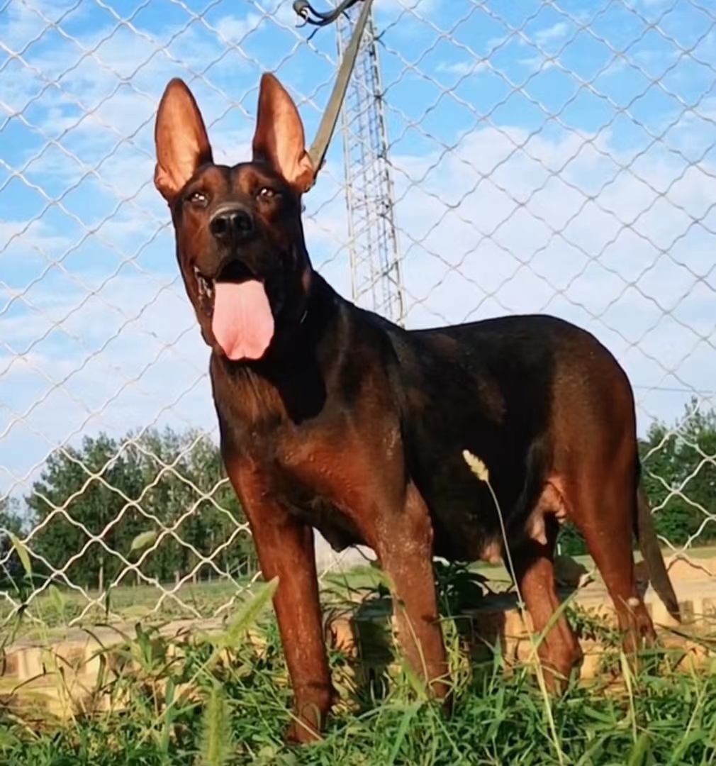 纯种莱州红犬出售 莱州红狼犬 莱州红幼犬活体巨型苏联红犬幼犬