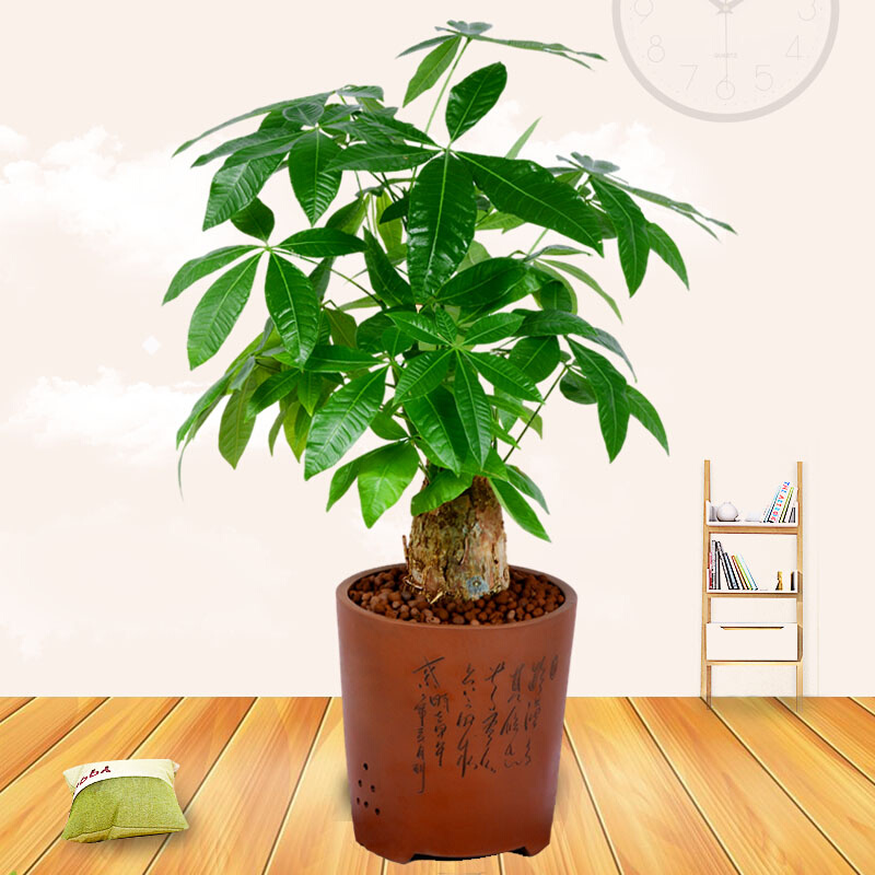 武汉同城 小型中型发财树盆栽 室内客厅办公室开业送礼风水植物