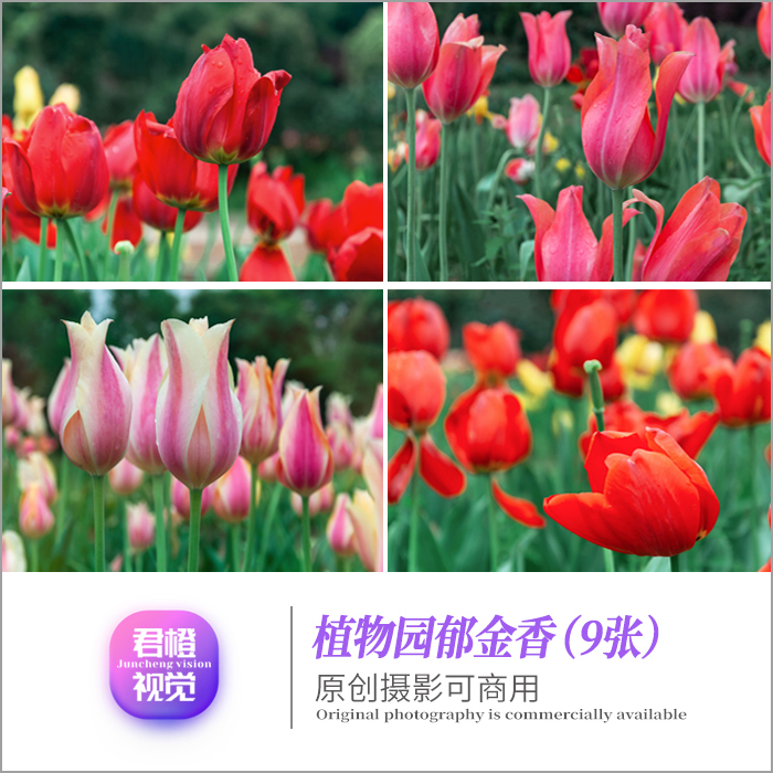 精选植物园郁金香鲜花朵卉原创摄影图片设计素材风景电脑手机壁纸