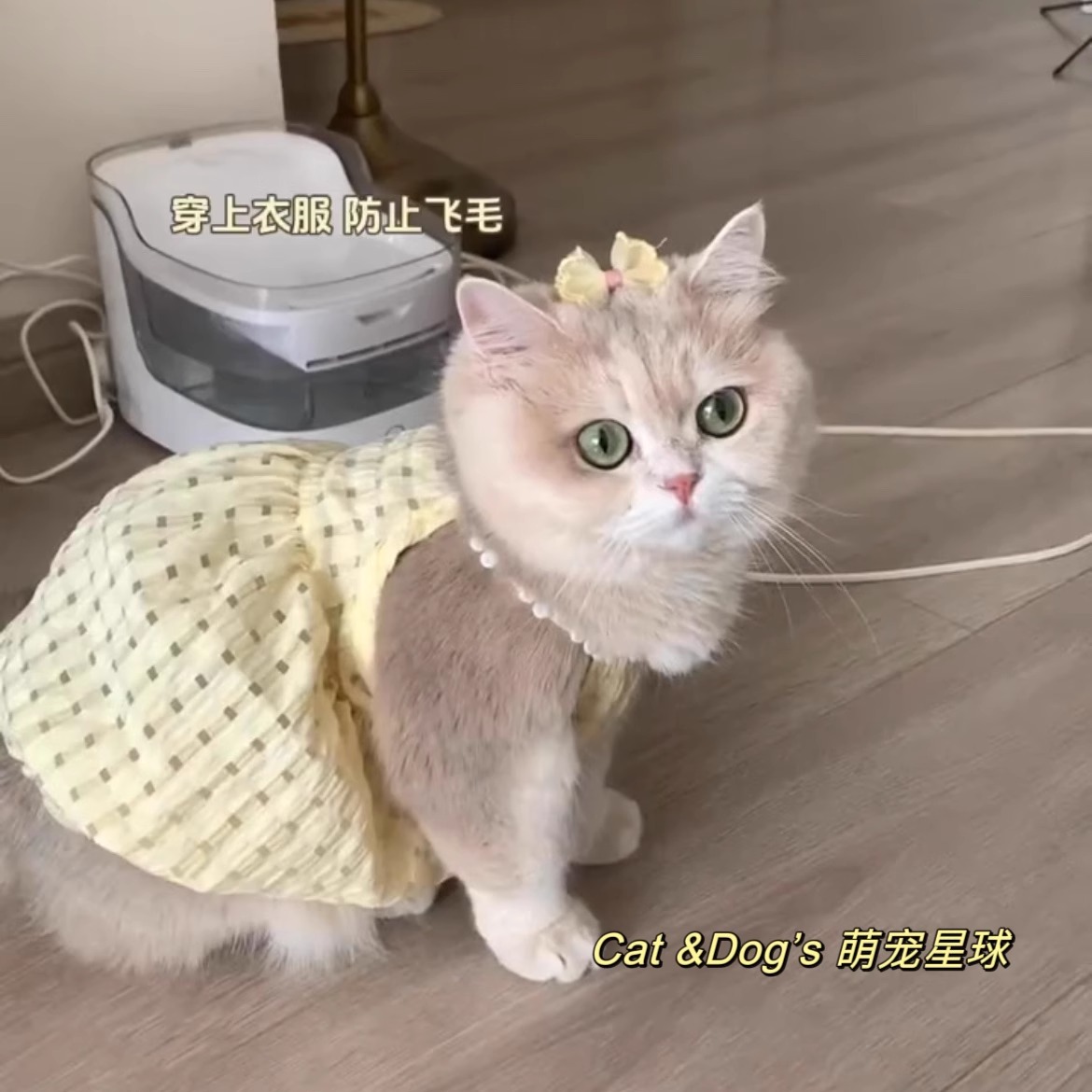 小猫衣服