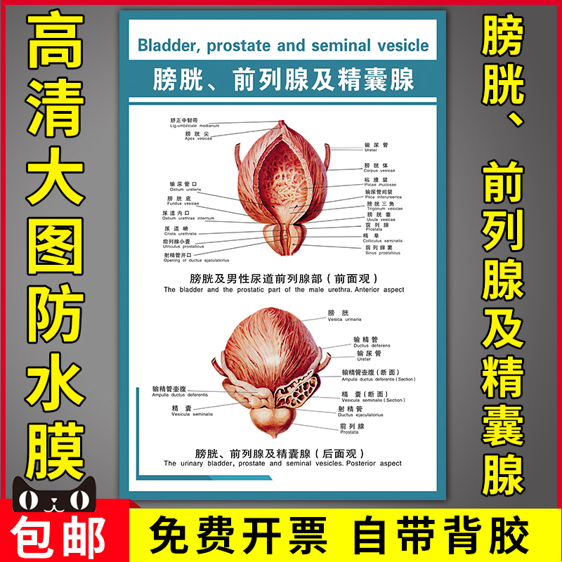 膀胱前列腺及精囊腺后面观图医院人体解剖挂图海报男性尿道解剖图
