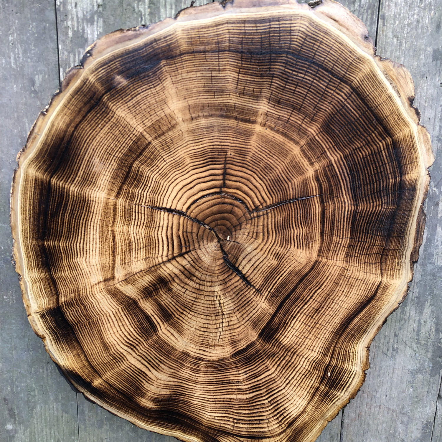 圆木片diy手绘装饰带皮实木材料原木片杉木片木头拍摄道碳化直播