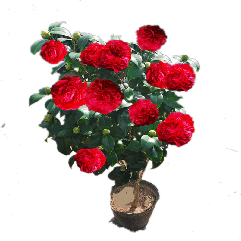 火瀑布山茶花进口名贵品种大w牡丹红色球形巨型小托桂树苗盆栽花