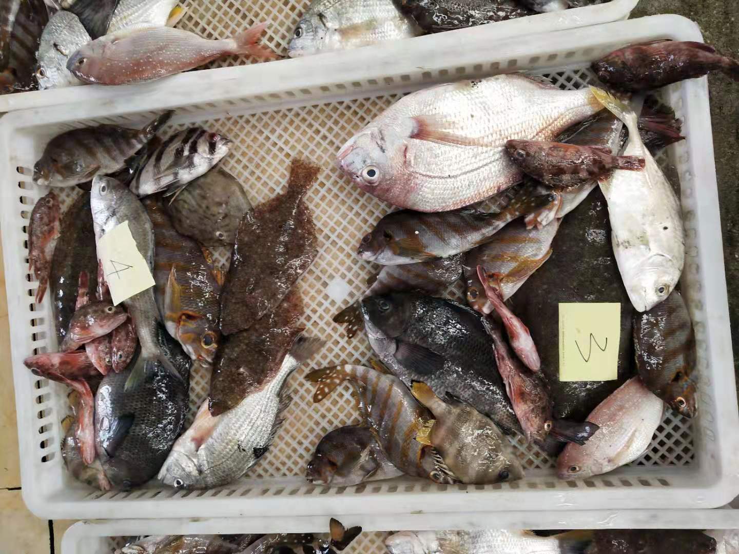 象山渔山岛新鲜鱼货冻海捕海杂鱼随机组合深海鱼水产