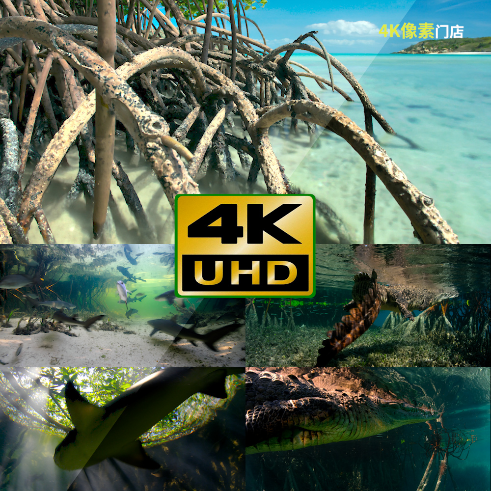 207-4K视频素材-红树林风光阳光水下航拍美景日出礁石湿地自然