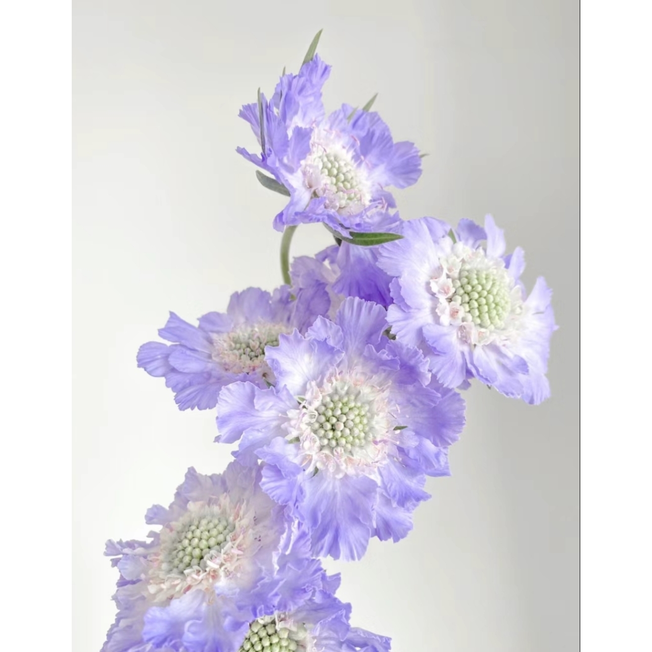 翠珠鲜花云南直发小众紫色夕雾草家用水养鲜切花小众花材花束装饰