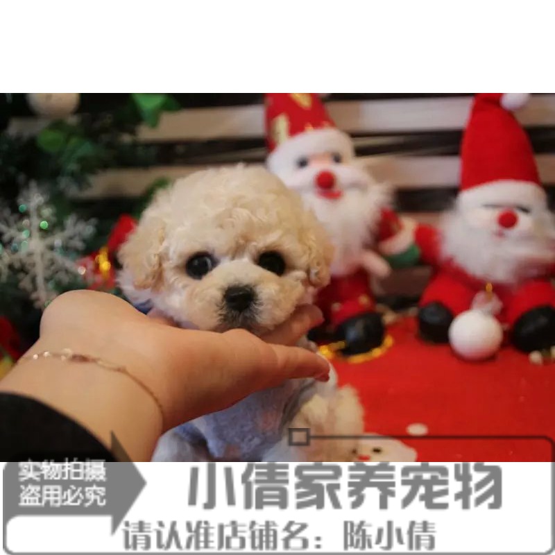 出售奶白色泰迪犬玩具体贵宾犬纯种家养贵妇犬宠物小狗狗x