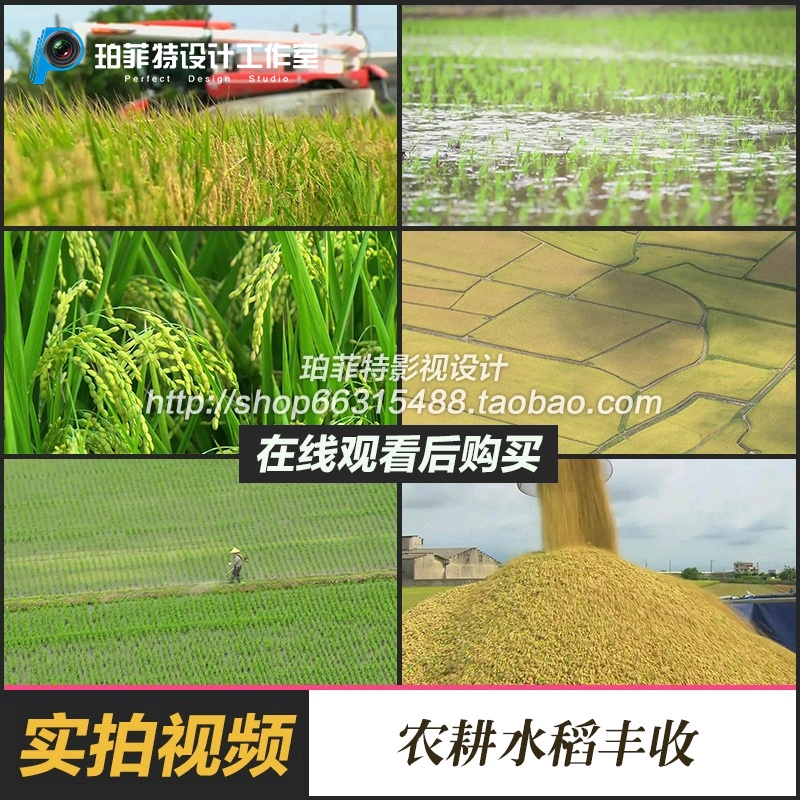实拍视频素材航拍稻田农民农耕水稻收割丰收新农村台湾农业类