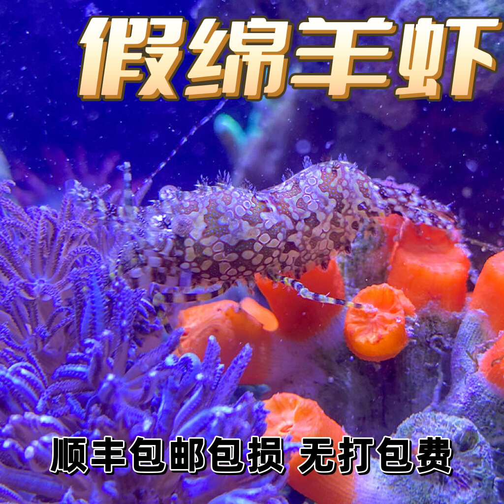 假绵羊虾机械虾薄荷虾海水除藻清理残渣不伤珊瑚观赏虾黄点玻璃虾