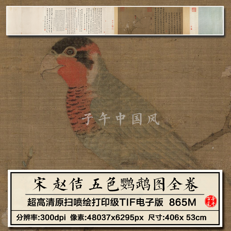 赵佶五色鹦鹉图全卷宋朝古代花鸟工笔装饰打印高清电子版图片素材