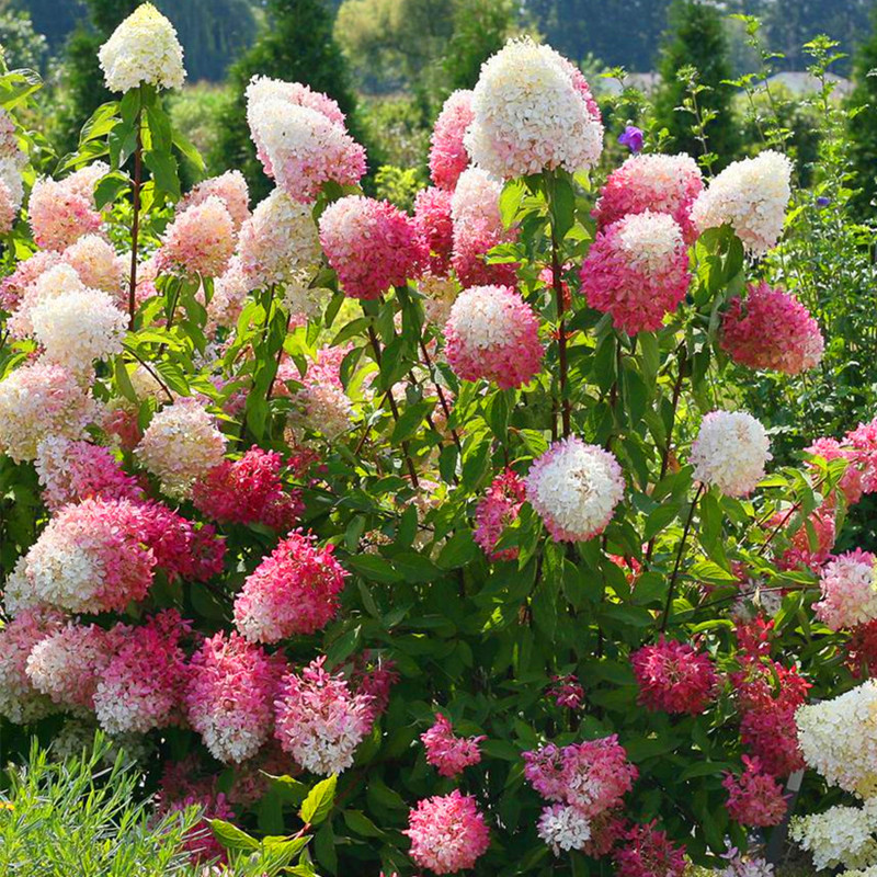 圆锥绣球香草草莓贝拉安娜石灰灯欧洲木阳台玫瑰耐热盆栽绣球花苗