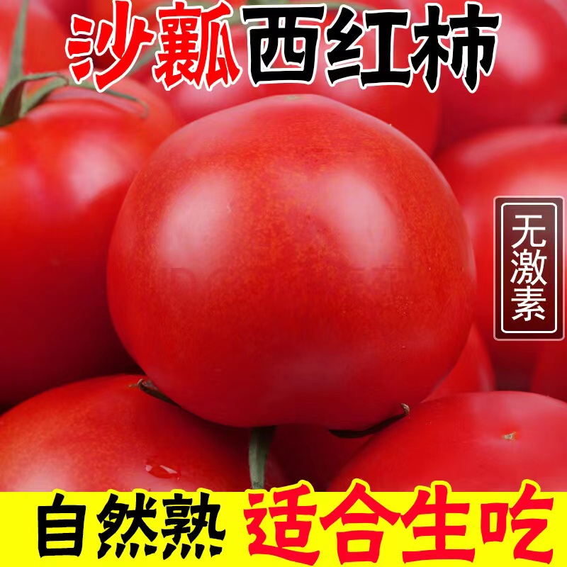 露天种植老品种西红柿自然成熟非普罗旺斯番茄攀枝花番茄新鲜番茄