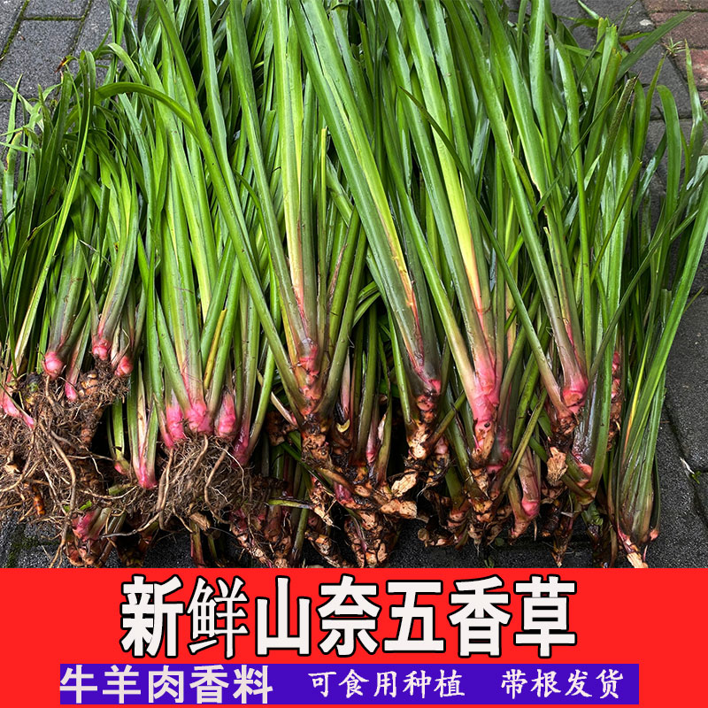 贵州特产新鲜山奈去腥除味调味香料五香草带根盆栽可食用种植包邮