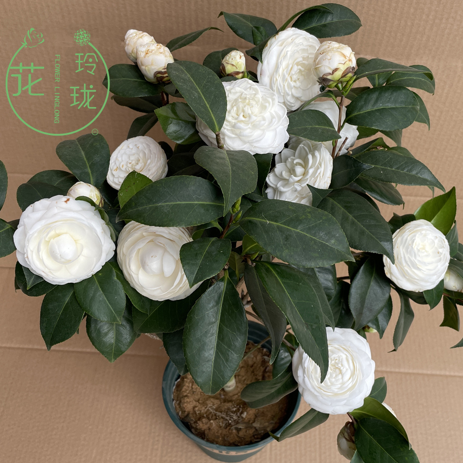 白色山茶花盆栽花卉绿植室内庭院东方亮白雪塔白玉丹大型花朵名贵