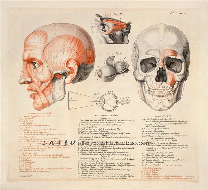 S0013复古设计素材资料1513-1879年人体解剖艺术手绘手稿JPG 120P