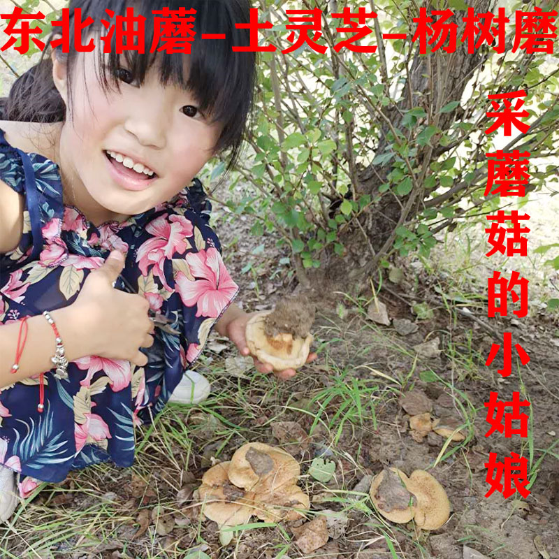 野生杨树蘑菇图片