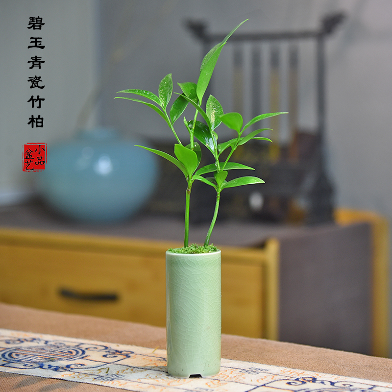 迷你竹柏盆栽笔筒青瓷植物摆件趣味室内桌面茶几绿植掌上盆景好养