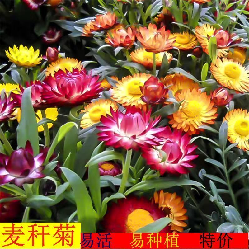 麦秆菊种子四季阳台盆栽观赏花卉庭院种植景观花种七彩蜡菊种子