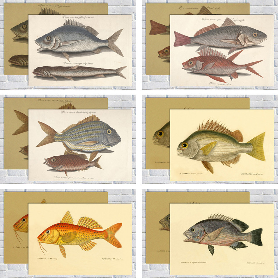 鱼类图鉴 早教动物世界深海贝壳图谱科普复古海报工具办公室挂画
