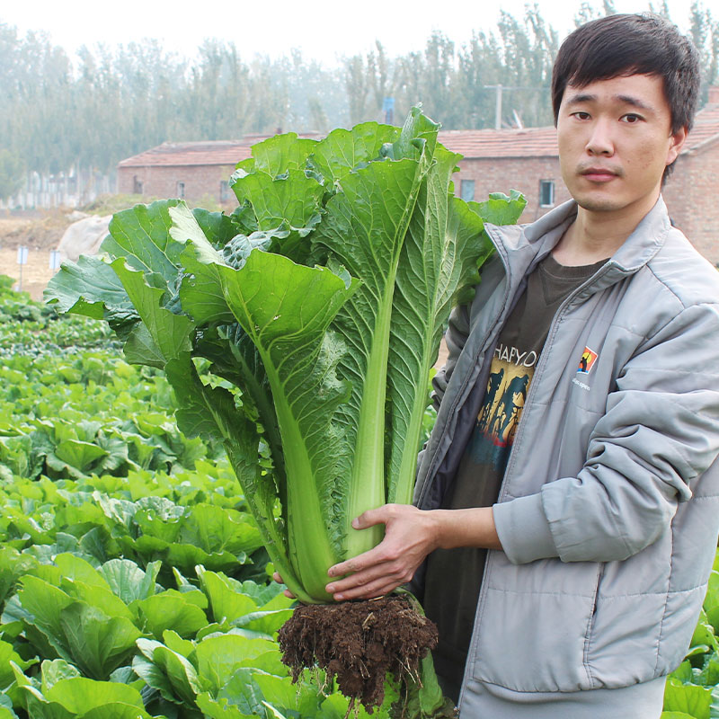 天津绿青口大白菜种子种籽青麻叶东北秋季四季冬季孑子大全籽种仔