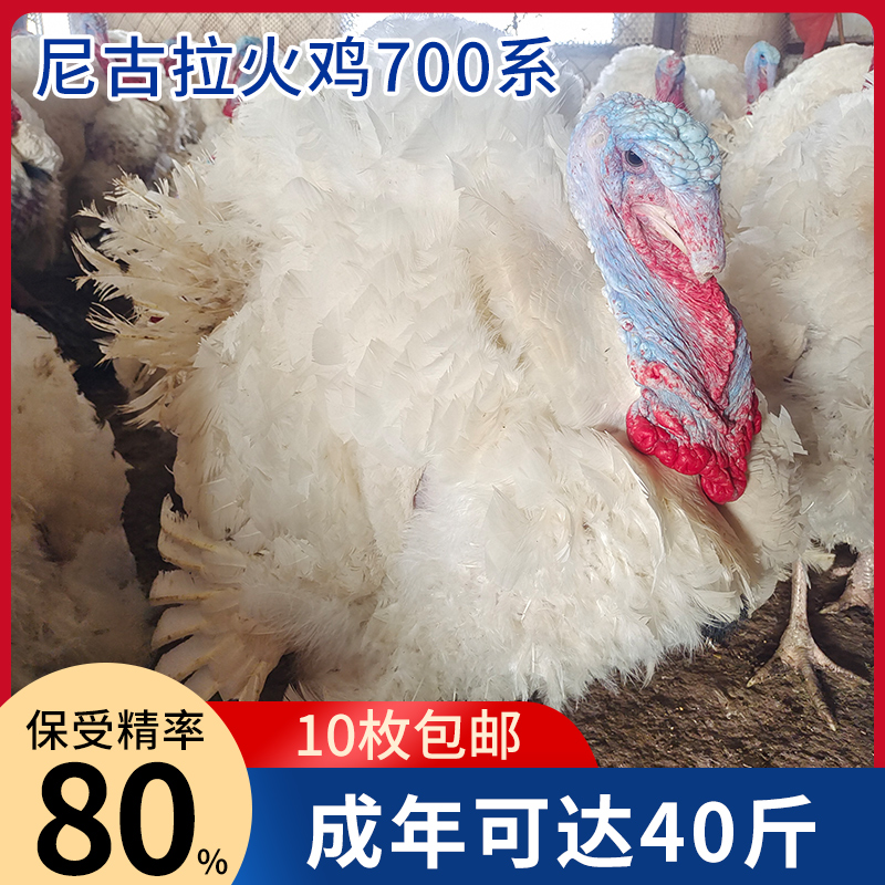 纯种火鸡种蛋受精蛋可孵化尼古拉700系大型火鸡活苗蛋种10枚包邮