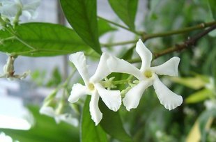 络石苗浓香花卉可以攀缘的茉莉银丝茉莉吸收有害气体万子常青盆栽