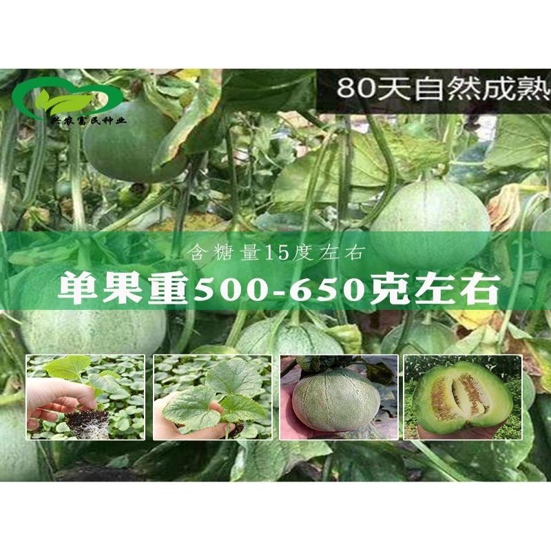 绿宝甜瓜 种植