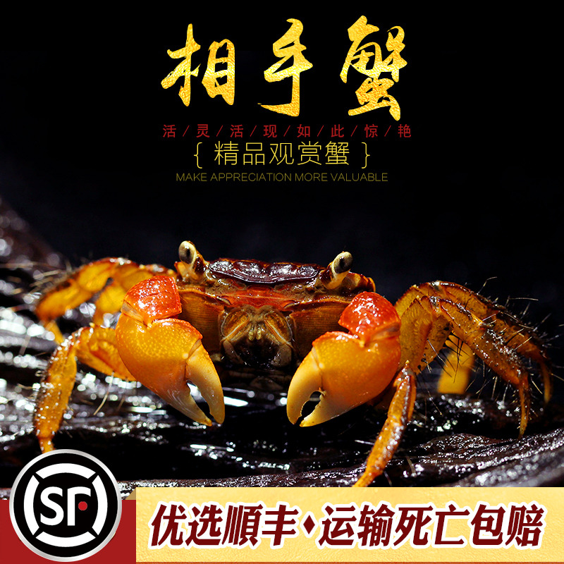 红螯相手蟹观赏水陆缸陆生居红手螳臂相守蟹宠物活体办公桌小螃蟹