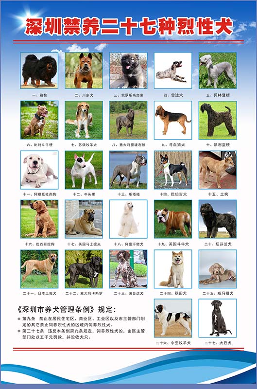 740城市管理禁养27种烈性犬狗品种海报印制展板写真喷绘贴纸383