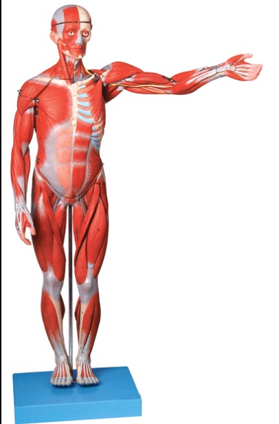170CM 人体全身肌肉附内脏模型 仿真人体肌肉解剖 标本 内脏解剖