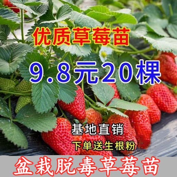 日本章姬奶油草莓苗室内阳台盆栽水果苗南方北方四季种植当年结果