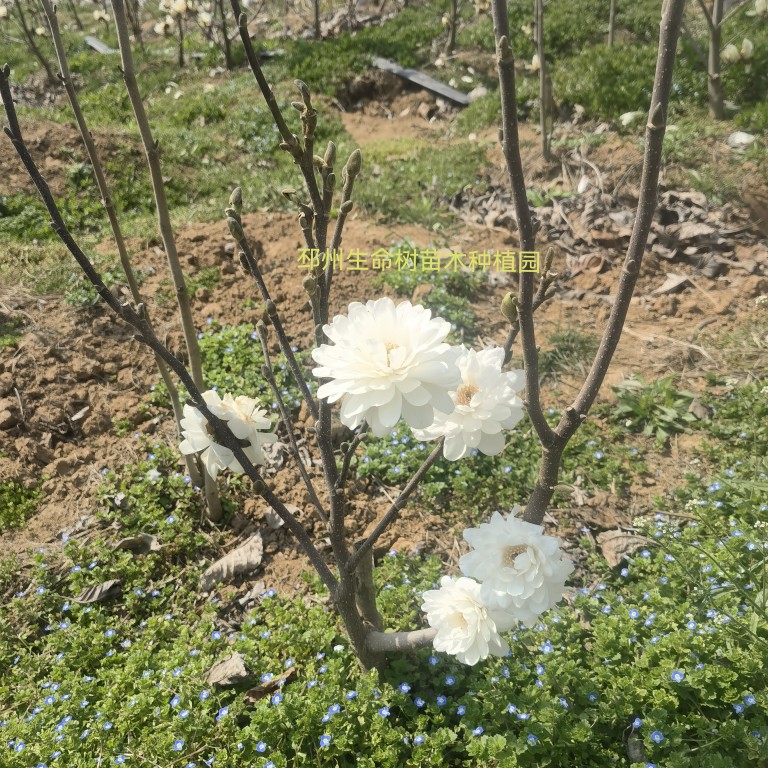 日本姬辛夷星花玉兰木兰盆景盆栽素材玛格的旋转姬木兰