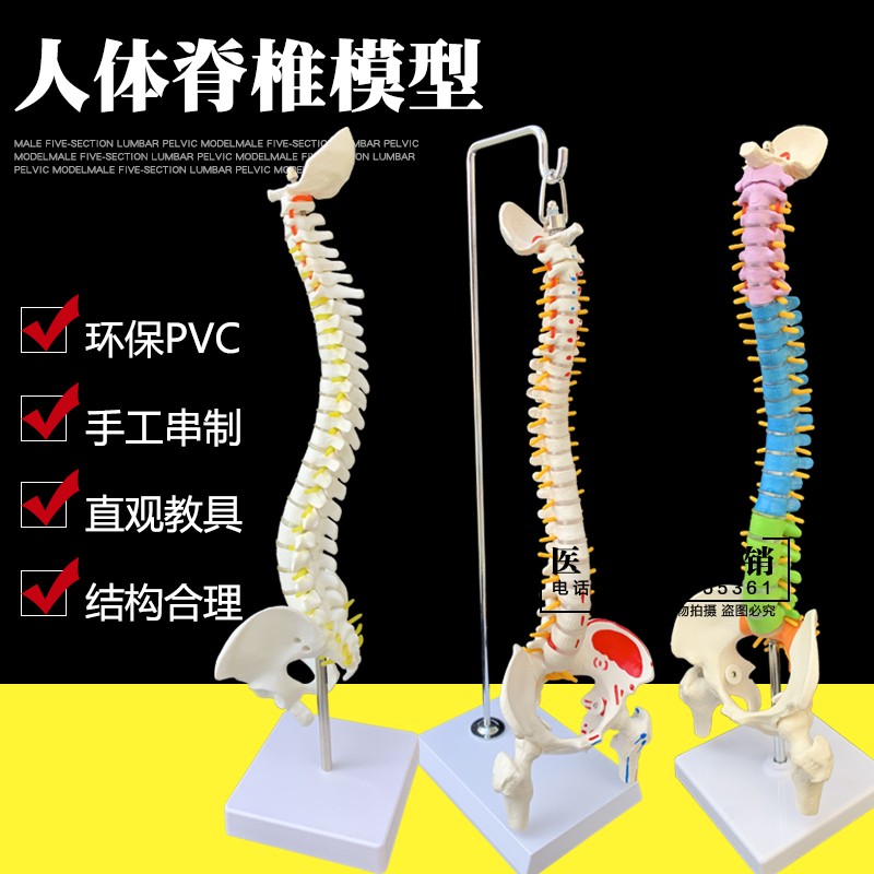 人体脊柱模型1:1成人医学正骨练习骨骼模型颈椎腰椎脊椎骨架模型