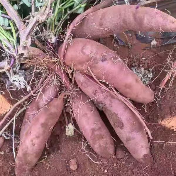 基地新鲜沙地紫薯番薯粉糯香甜板栗红薯地瓜蜜薯5斤包邮