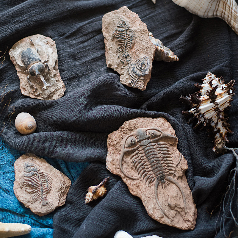 掬涵史前化石系列冰箱贴鱼骨甲虫海洋昆虫生物创意装饰标本摆件