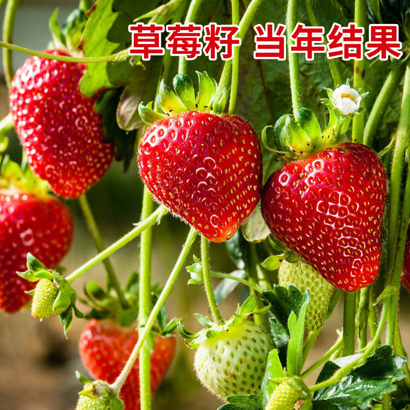 草莓种籽子阳台水果盆栽秧苗四季丹东奶油草莓室内植物花种子籽子