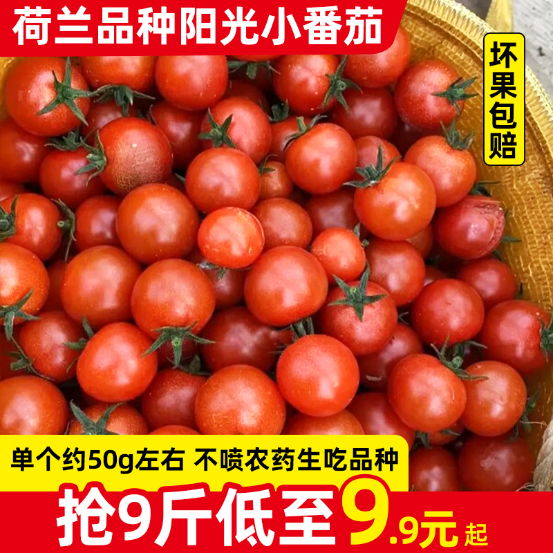 荷兰品种阳光水果迷你小番茄5-9斤自然熟新鲜普罗旺斯沙瓤西红柿