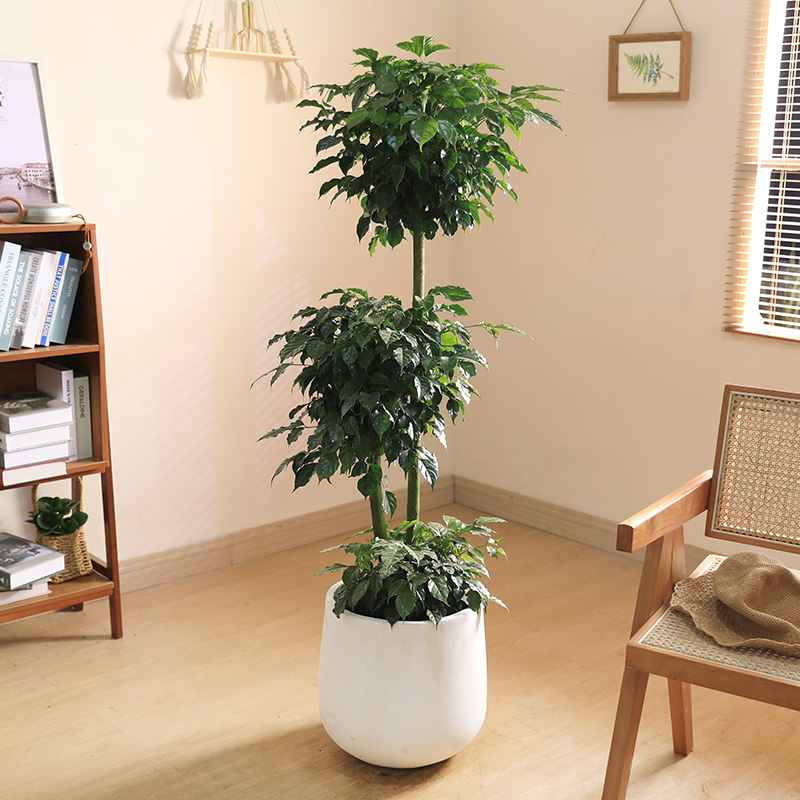 三杆多头幸福树绿宝树室内大型绿植除甲醛客厅大盆栽好养老桩植物