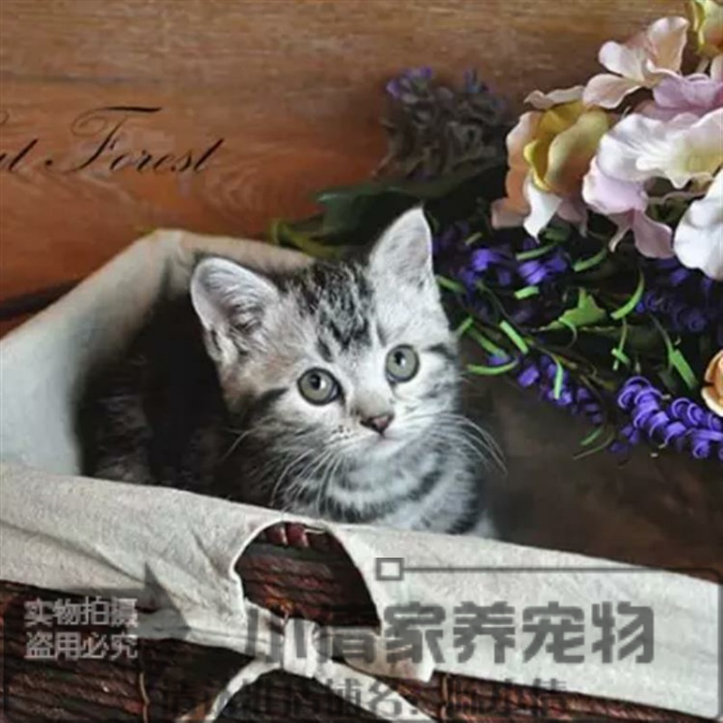 出售美国短毛猫纯种幼猫活体家养宠物猫美短银虎斑标斑猫咪包邮x