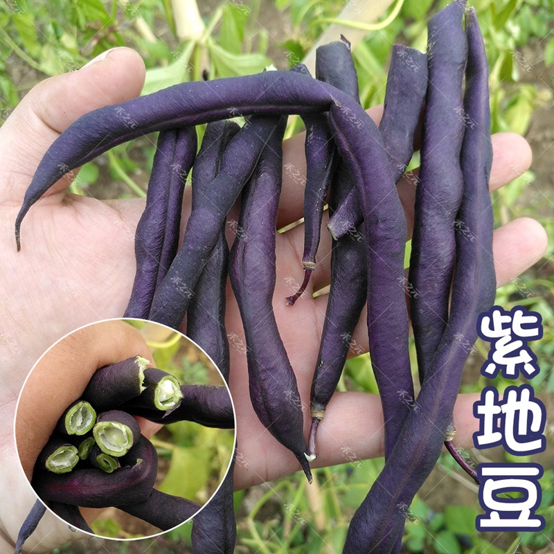 黑地豆种籽四季豆种子紫色花青素春季喜秋冬季盆栽阳台现在种蔬菜