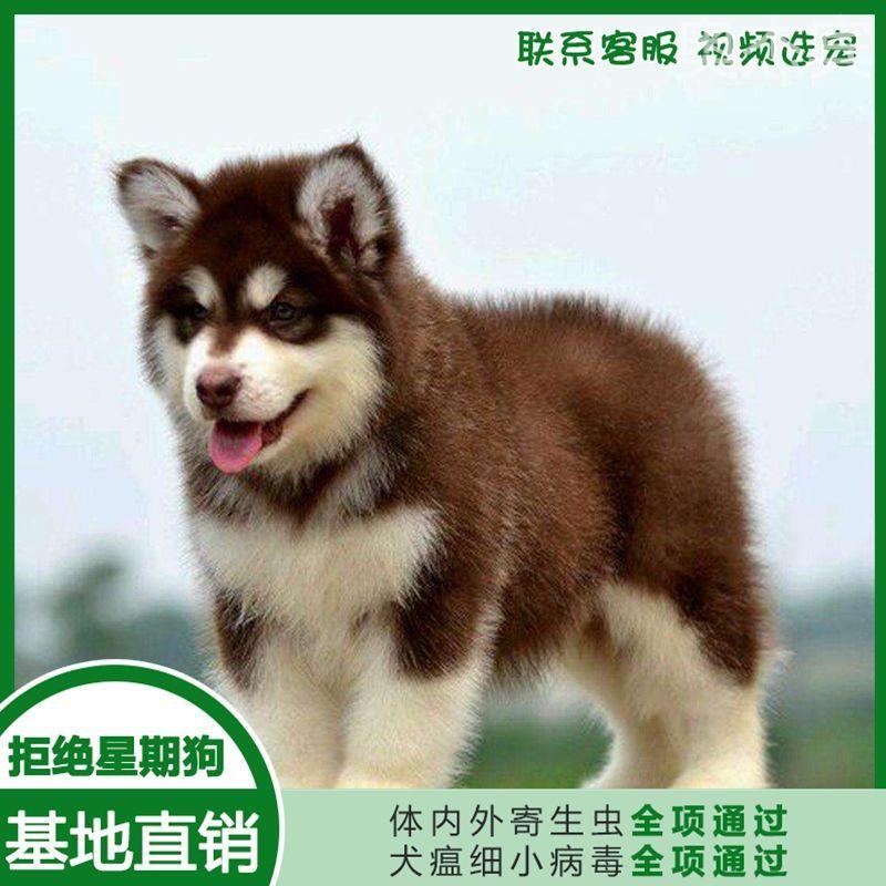 阿拉斯加犬幼犬宠物狗活体纯种烟灰色红棕色黑白色雪橇犬幼崽活物
