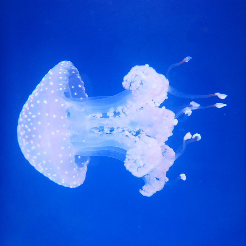 澳洲斑点水母活体圆点水母长裙摆尾尾部稀有海洋馆水母缸水母品种
