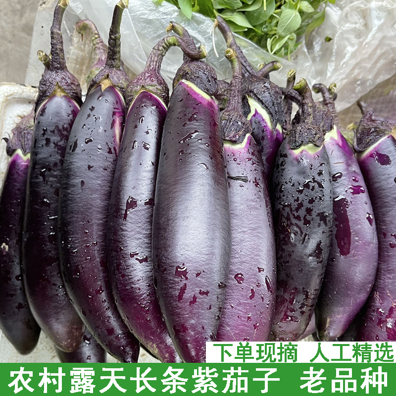 湖北农家紫茄子老品种本地嫩茄子新鲜黑紫长线茄子烧烤蒜茄子材料