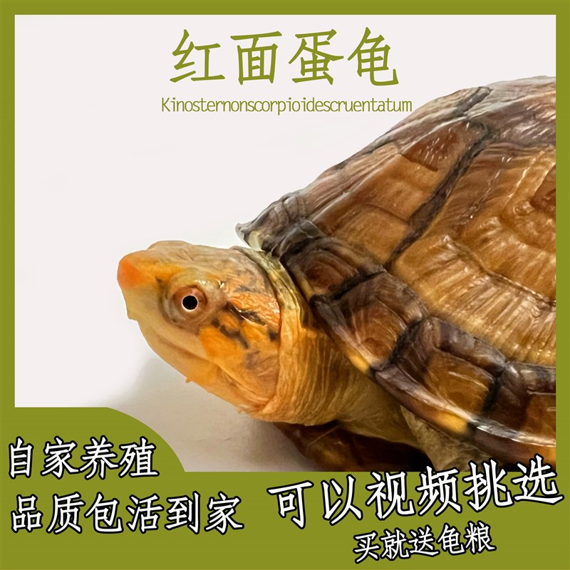 红面蛋龟苗深水观赏家养宠物龟鱼缸造景稀罕泥龟国产发色招财乌龟