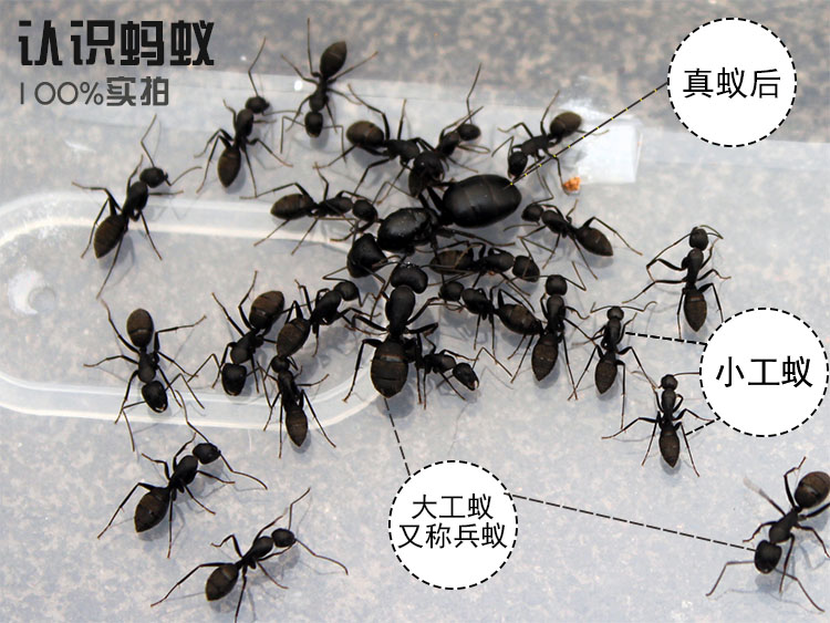 蚂蚁城堡家园工坊山庄蚁巢学生活体宠物专用日本弓背蚁产卵蚁后群