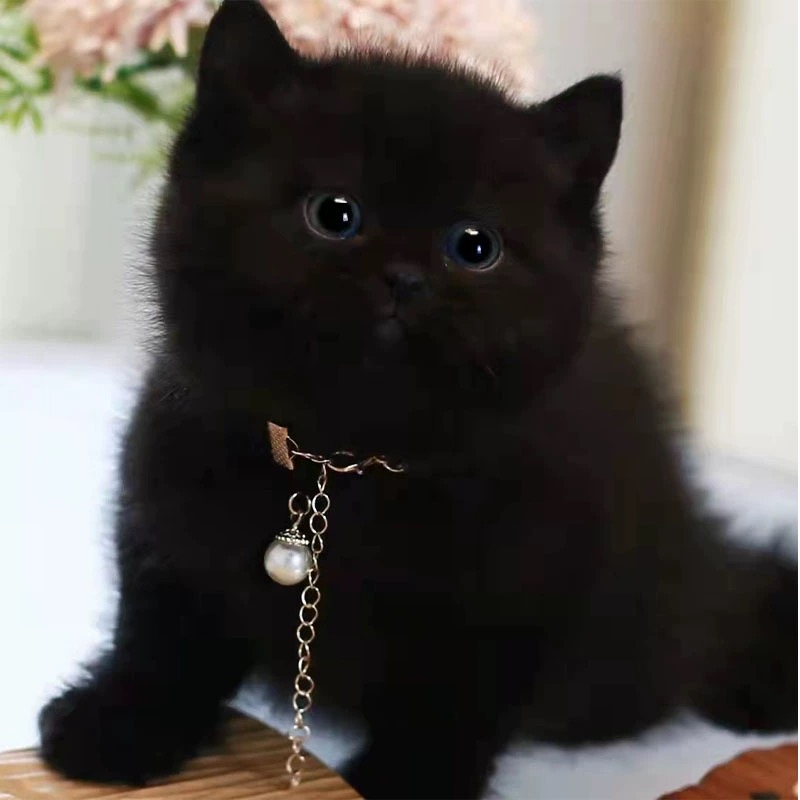 纯种孟买猫黑猫英短纯黑幼崽矮脚曼基康拿破仑活体黑煤球宠物猫
