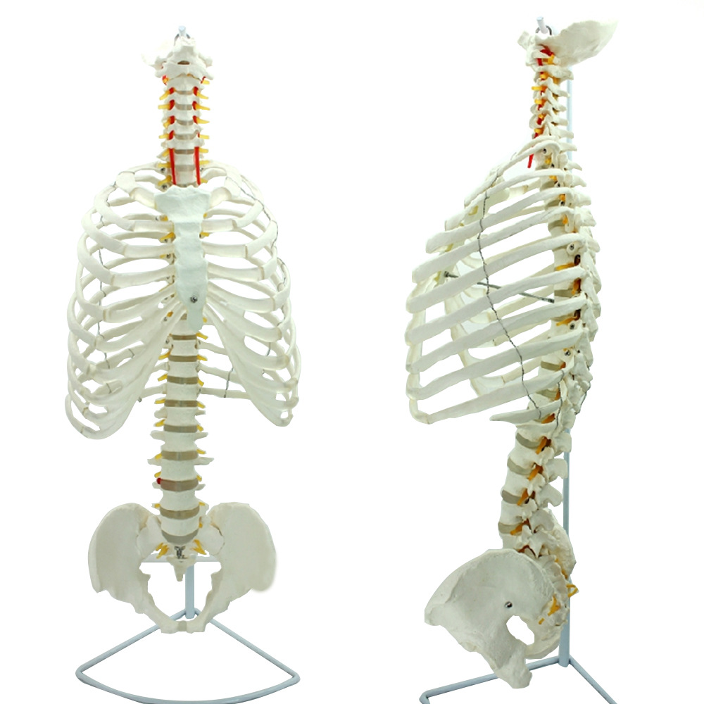 进口医学人体脊柱模型脊椎骨盆整骨胸骨肋骨胸腔骼模骨架型