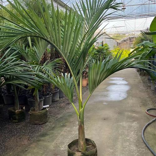 假槟榔树又名亚力山大椰子大型绿植花园阳台庭院室内吸甲醛植物